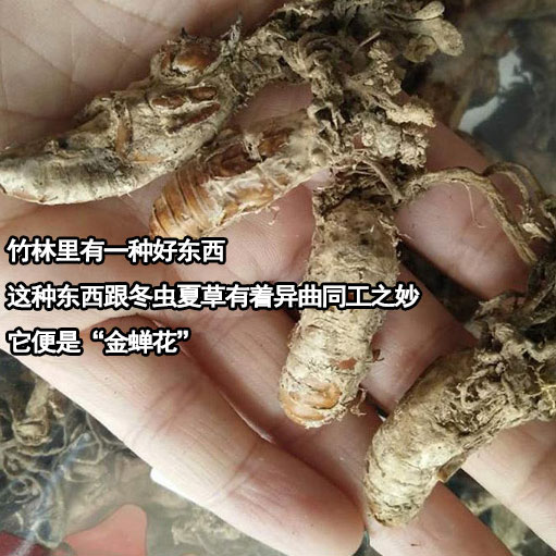 金蝉花野生知了猴知了花金蚕花