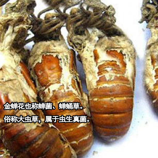 金蝉花野生知了猴知了花金蚕花